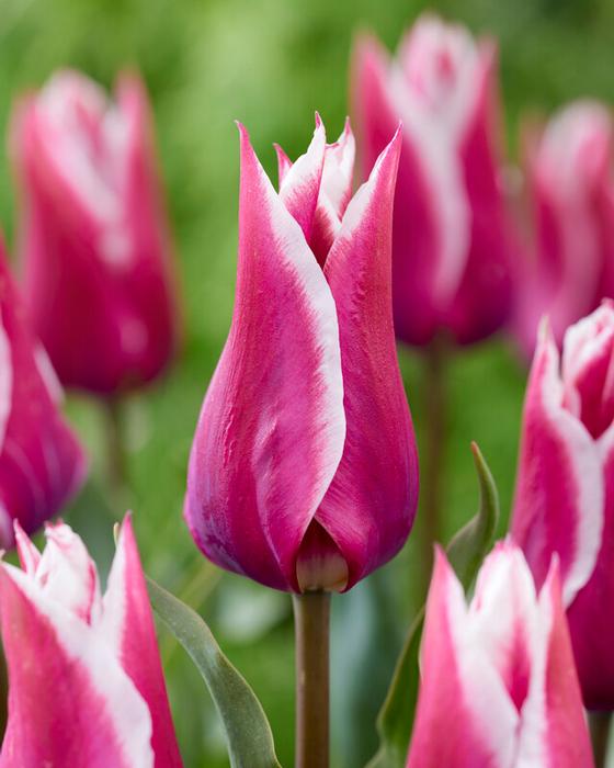Wholesale Tulipa Lily Flowering 'Claudia' - Tulip | A.D.R. Bulbs
