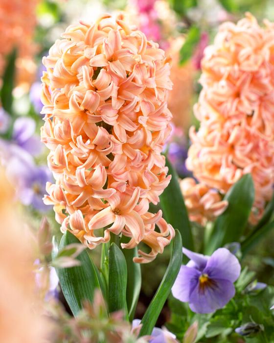 Wholesale Hyacinthus Orientalis 'Gypsy Queen' - Hyacinth | A.D.R. Bulbs
