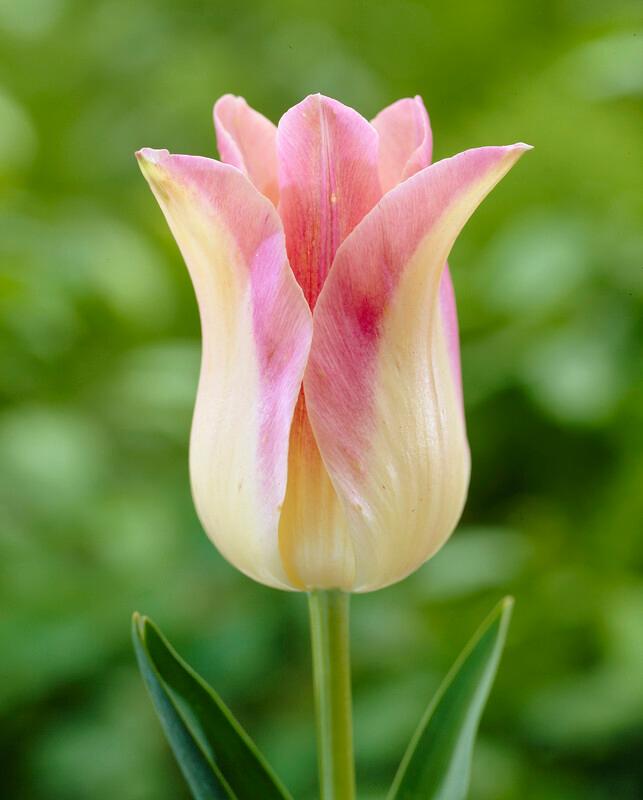 Wholesale Tulipa Lily Flowering 'Elegant Lady' - Tulip | A.D.R. Bulbs