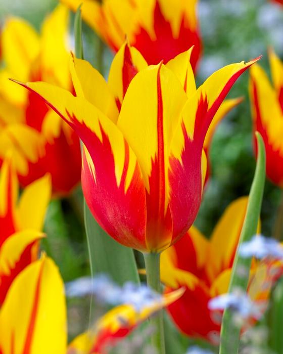 Wholesale Tulipa Lily Flowering 'Fire Wings' - Tulip | A.D.R. Bulbs