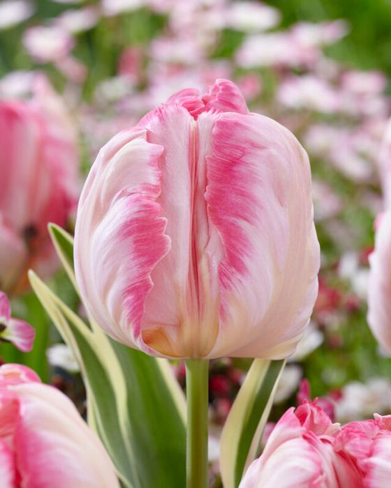 Wholesale Tulipa Parrot 'Silver Parrot' - Tulip | A.D.R. Bulbs