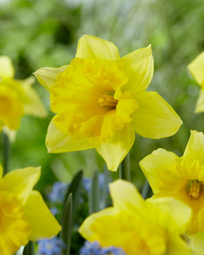 Wholesale Narcissi Trumpet 'Rijnveld's Early Sensation - Daffodil | A.D.R. Bulbs