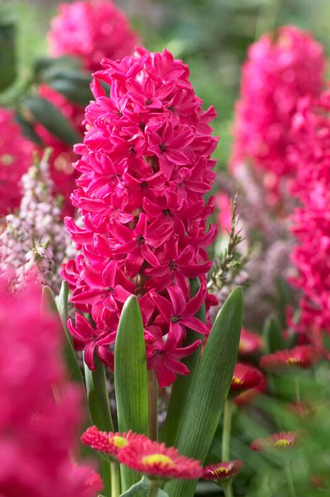 Wholesale Hyacinthus Orientalis 'Jan Bos' - Hyacinth | A.D.R. Bulbs