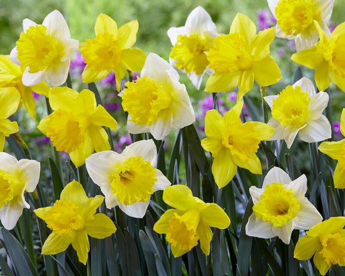 Wholesale Narcissi Trumpet 'Sunny Side Up Mix' - Daffodil | A.D.R. Bulbs