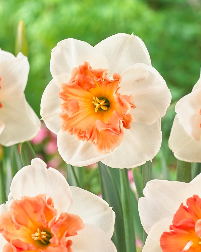 Narcissus Large Cupped 'Loveday' - Ruigrok Flowerbulbs