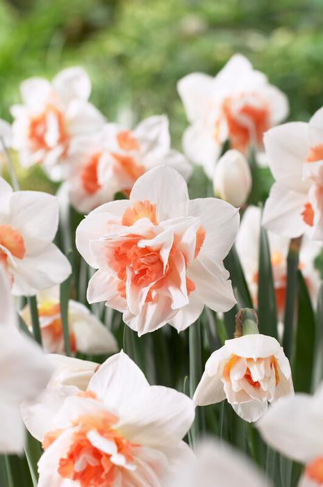 Wholesale Narcissi Double 'Replete' - Daffodil | A.D.R. Bulbs