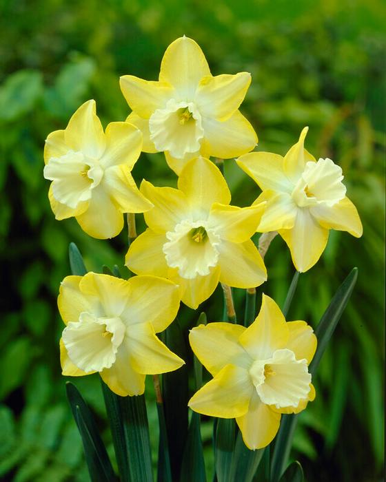 Wholesale Narcissi Miniature 'Hillstar' - Daffodil | A.D.R. Bulbs