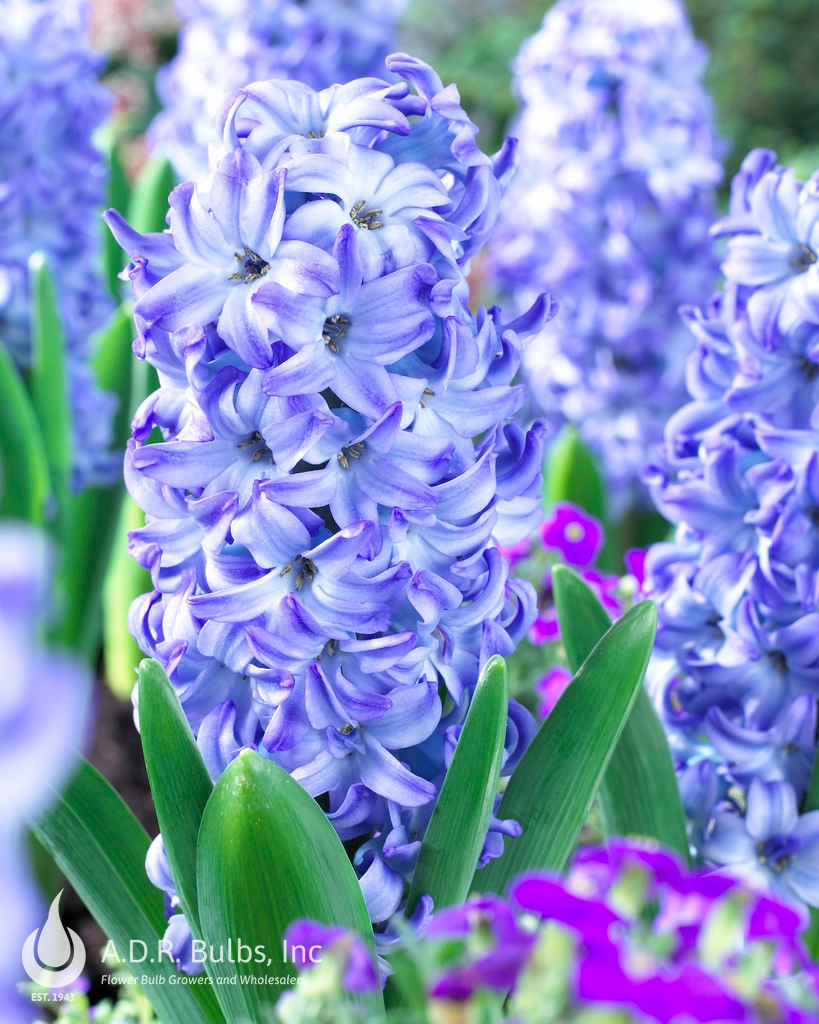 Wholesale Hyacinthus Orientalis 'Aqua' - Hyacinth | A.D.R. Bulbs