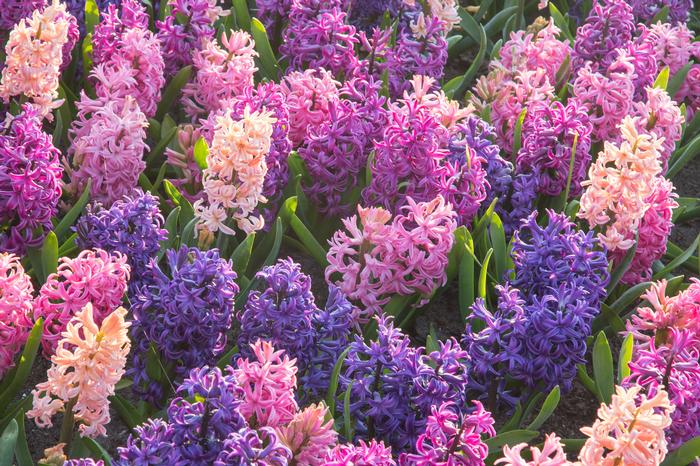Wholesale Hyacinthus Orientalis 'Cotton Candy Mix' - Hyacinth | A.D.R. Bulbs