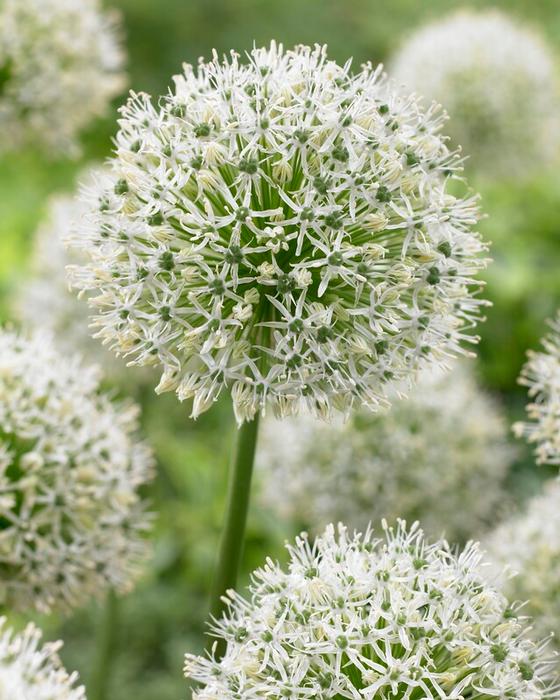 Wholesale Allium Giant 'Mount Everest' - Ornamental Onion | A.D.R. Bulbs