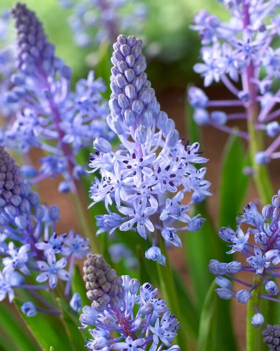 Wholesale Scilla 'Litardierei' (Amethystina) - Siberian Squill | A.D.R. Bulbs