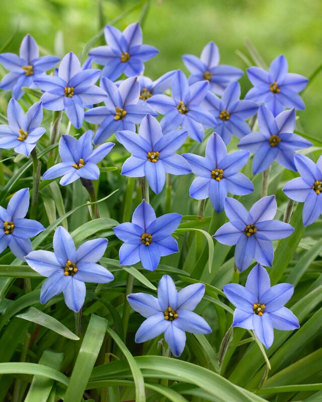 Wholesale Ipheion Uniflorum 'Jessie' - Spring Starflower | A.D.R. Bulbs