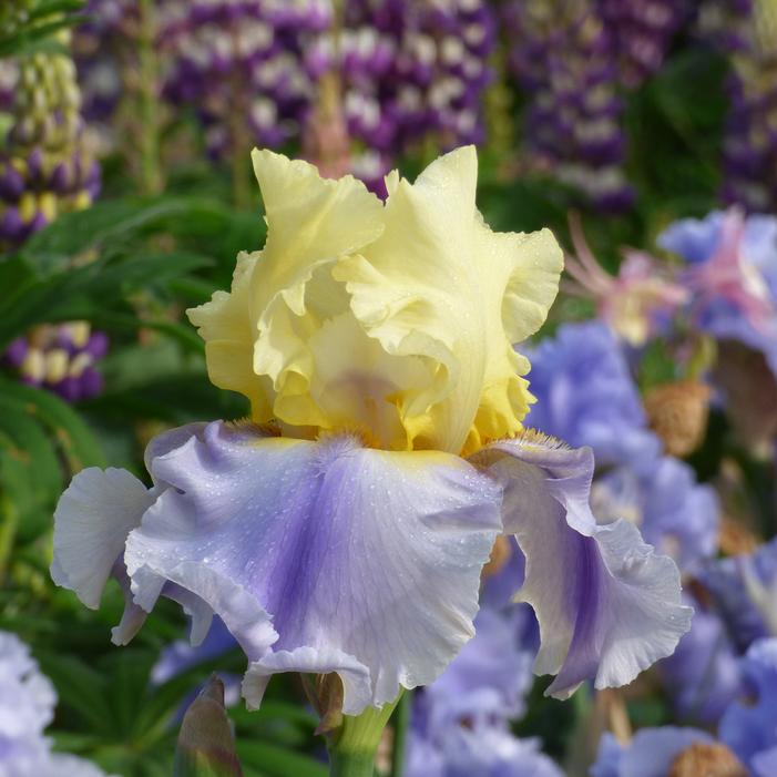 Wholesale Iris Germanica 'Easter Candy' - Bearded Iris | A.D.R. Bulbs