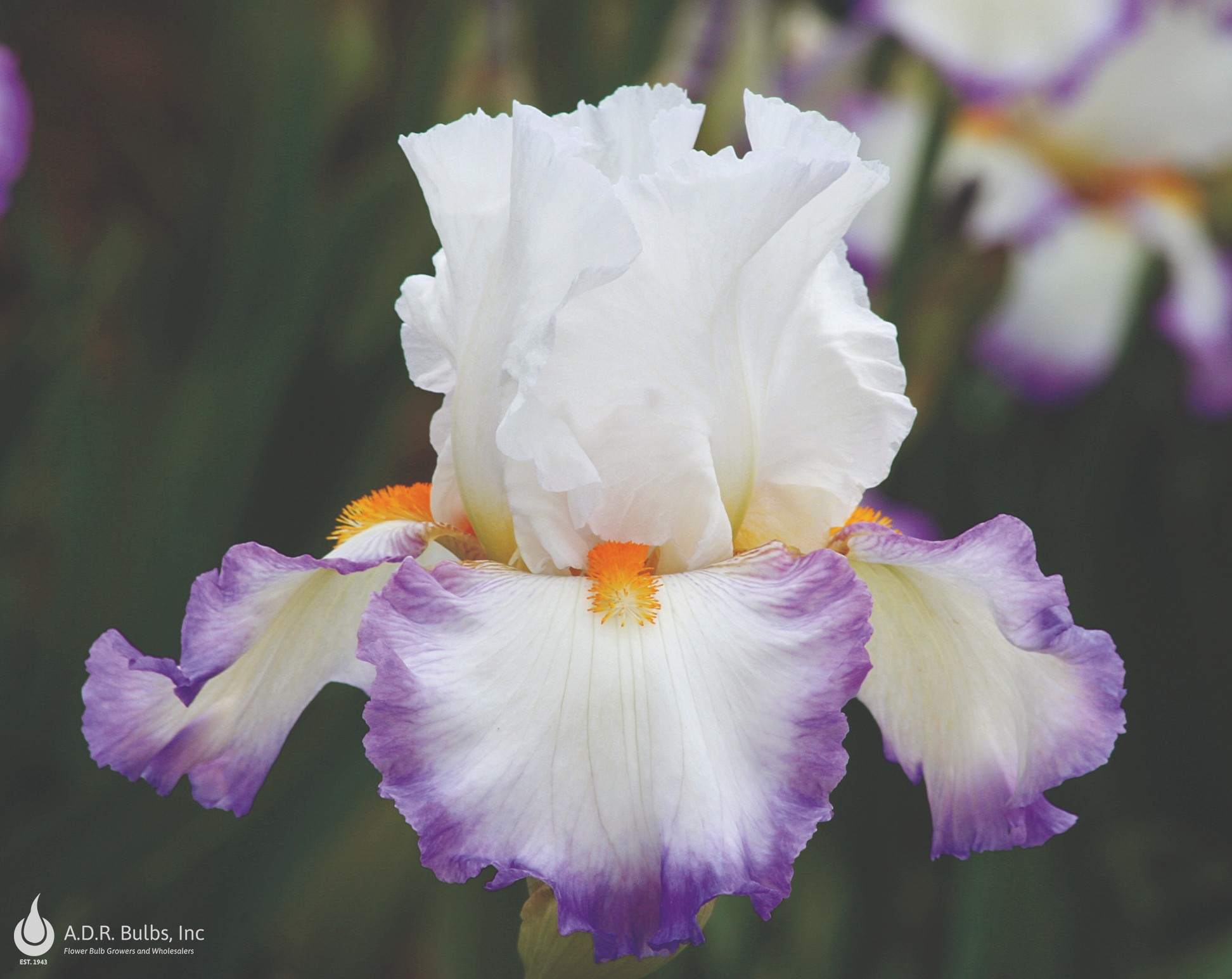 Wholesale Iris Germanica 'Starting Fresh' - Bearded Iris | A.D.R. Bulbs