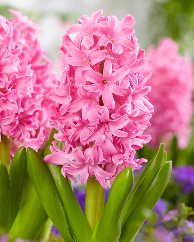 Wholesale Hyacinthus Orientalis 'Pink Pearl' - Hyacinth | A.D.R. Bulbs