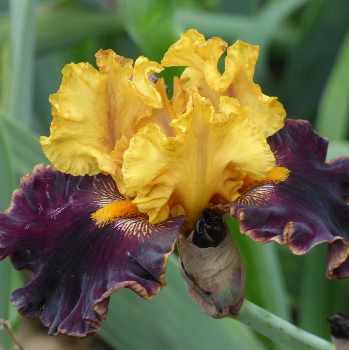 Wholesale Iris Germanica 'Sun Devil' - Bearded Iris | A.D.R. Bulbs