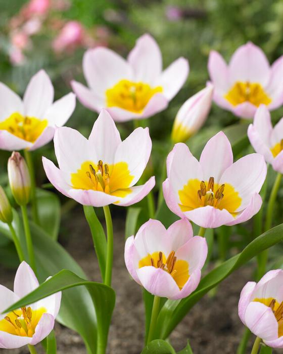Wholesale Tulipa Miniature 'Bakeri Lilac Wonder' - Tulip | A.D.R. Bulbs