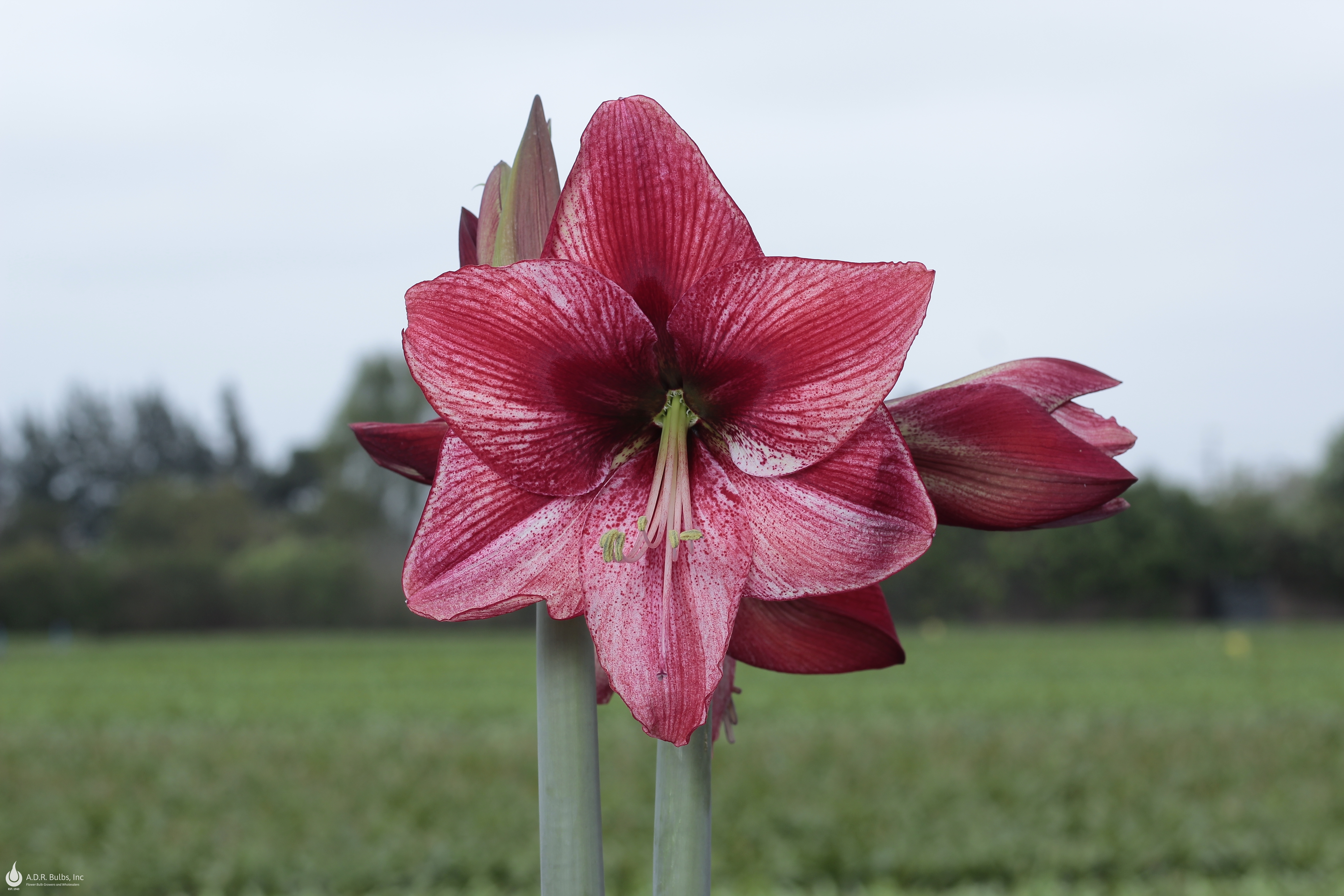 Wholesale Amaryllis Peruvian 'Revelation' - Amaryllis | A.D.R. Bulbs