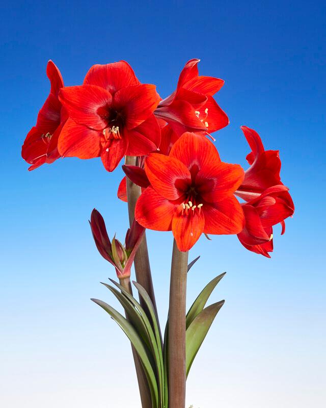 Wholesale Amaryllis Dutch 'Rapido' - Amaryllis | A.D.R. Bulbs