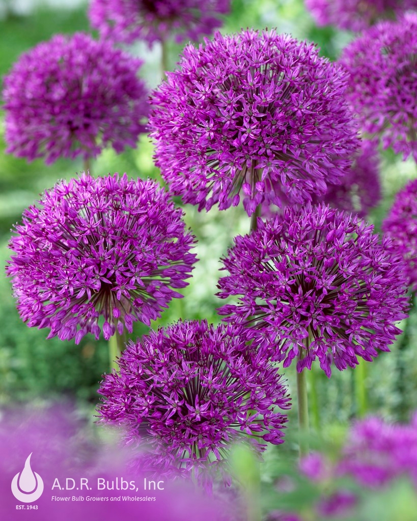 Wholesale Allium Tall 'Purple Sensation' - Ornamental Onion | A.D.R. Bulbs