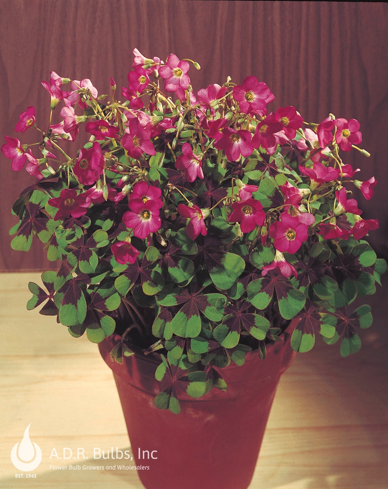 Wholesale Oxalis 'Iron Cross' - Oxalis | A.D.R. Bulbs