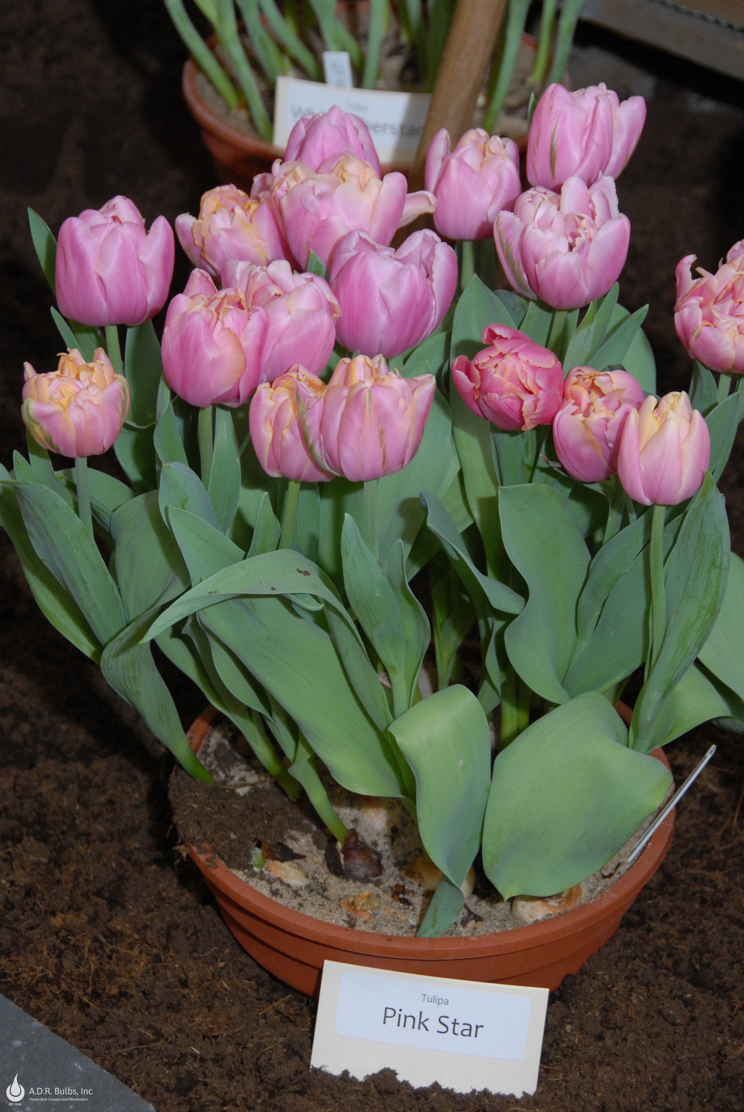 Tulipa Triumph 'Pink Star' Tulip from ADR Bulbs