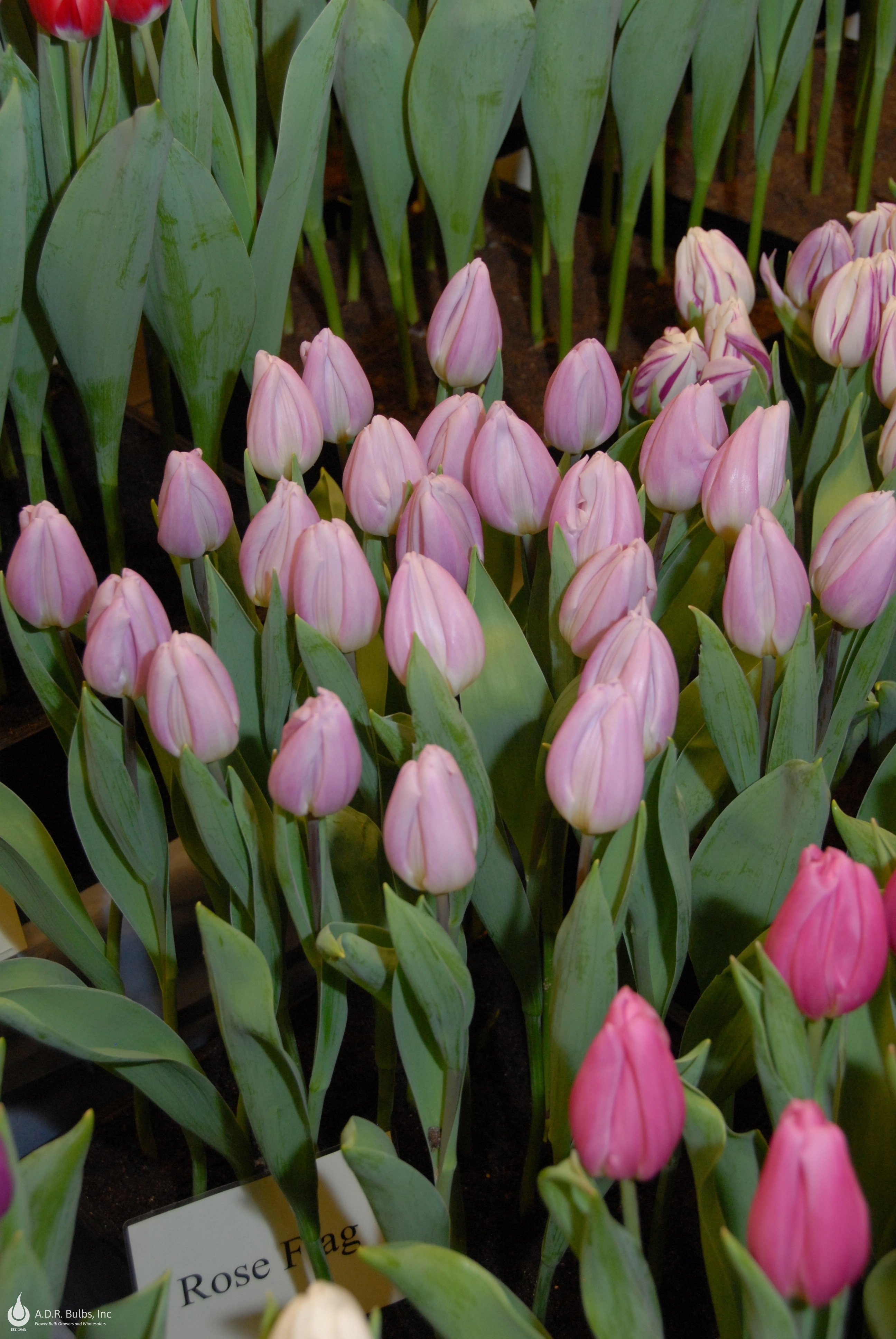 Tulipa Triumph 'Rose Flag' Tulip from ADR Bulbs