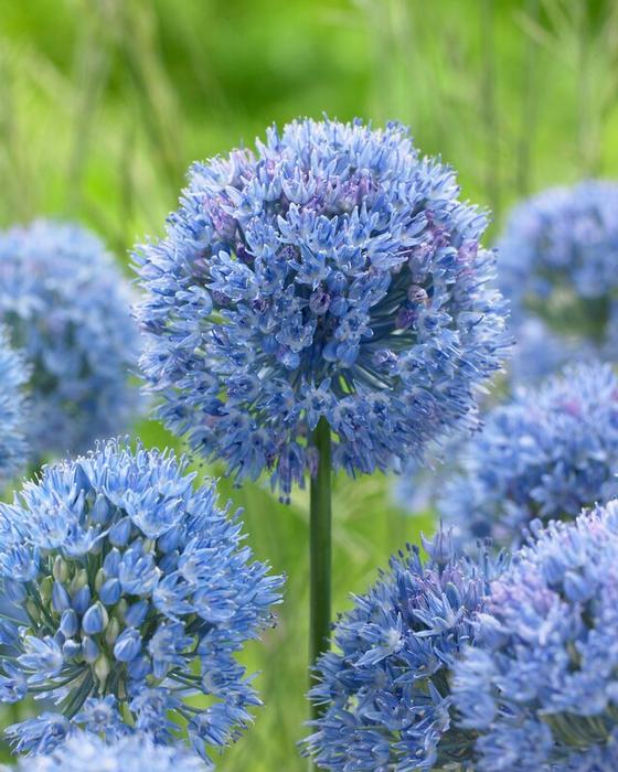 Wholesale Allium Miniature 'Azureum' (Caeruleum) - Ornamental Onion | A.D.R. Bulbs