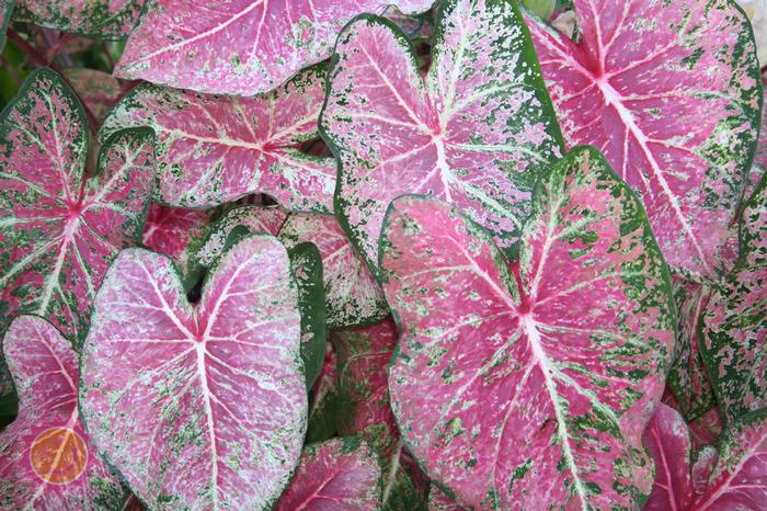 Wholesale Caladium Fancy Leaf 'Pink Cloud' (Ships in Spring) - Caladium | A.D.R. Bulbs