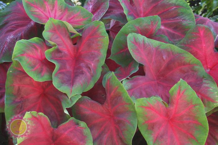 Wholesale Caladium Fancy Leaf 'Buck' (Ships in Spring) - Caladium | A.D.R. Bulbs