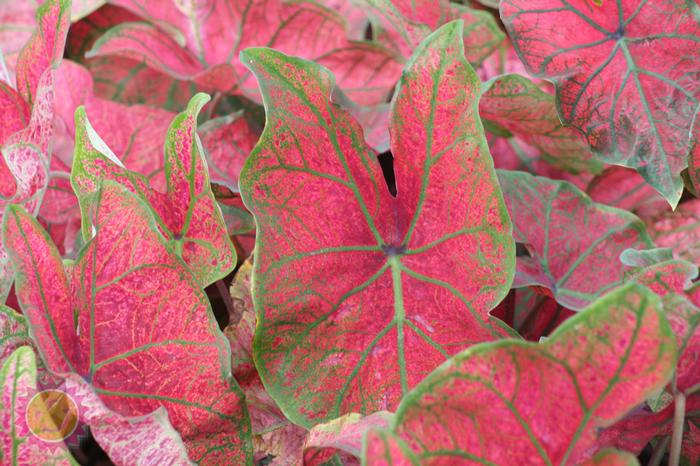Wholesale Caladium Fancy Leaf 'Festivia' (Ships in Spring) - Caladium | A.D.R. Bulbs