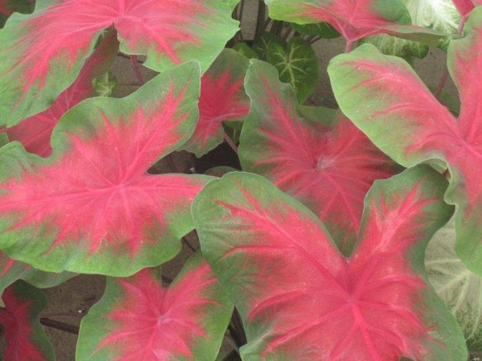 Wholesale Caladium Fancy Leaf 'Cardinal' (Ships in Spring) - Caladium | A.D.R. Bulbs