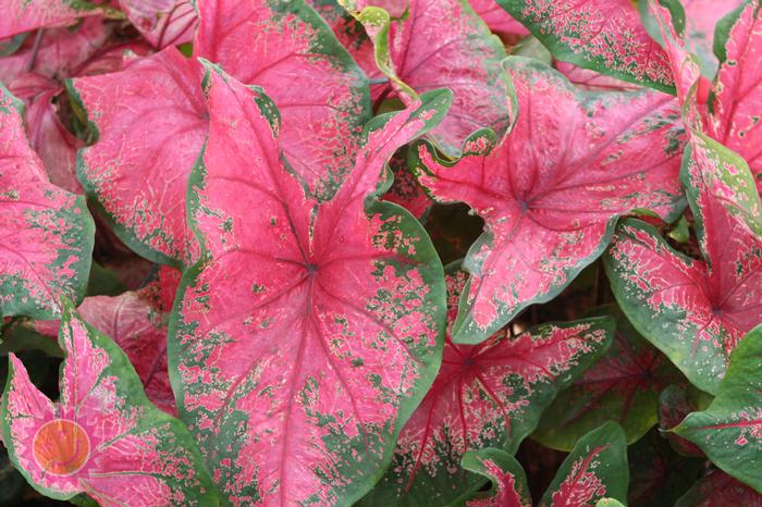 Wholesale Caladium Fancy Leaf 'Tom Tom' (Ships in Spring) - Caladium | A.D.R. Bulbs