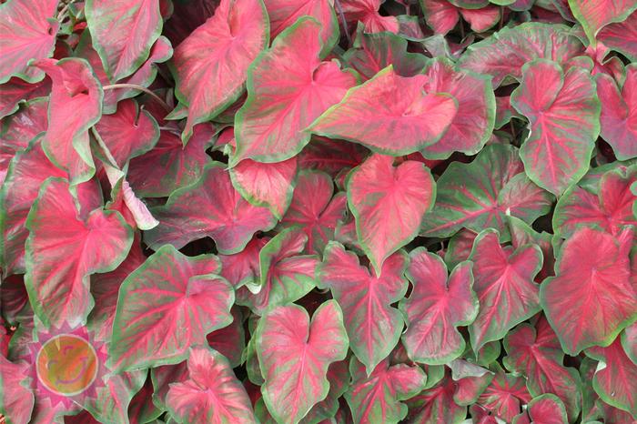 Wholesale Caladium Strap Leaf 'Dragon Heart' (Ships in Spring) - Caladium | A.D.R. Bulbs