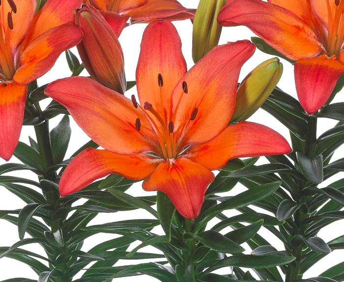 Lilium Asiatic 'Tangerine Joy' (Ships in Spring) Lily from ADR Bulbs