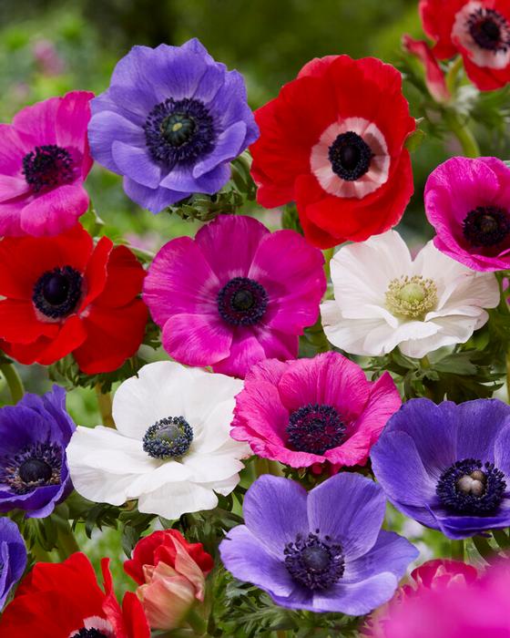 Wholesale Anemone (SPRING) Coronaria 'De Caen Mixture' (Ships in Spring) - Anemone | A.D.R. Bulbs