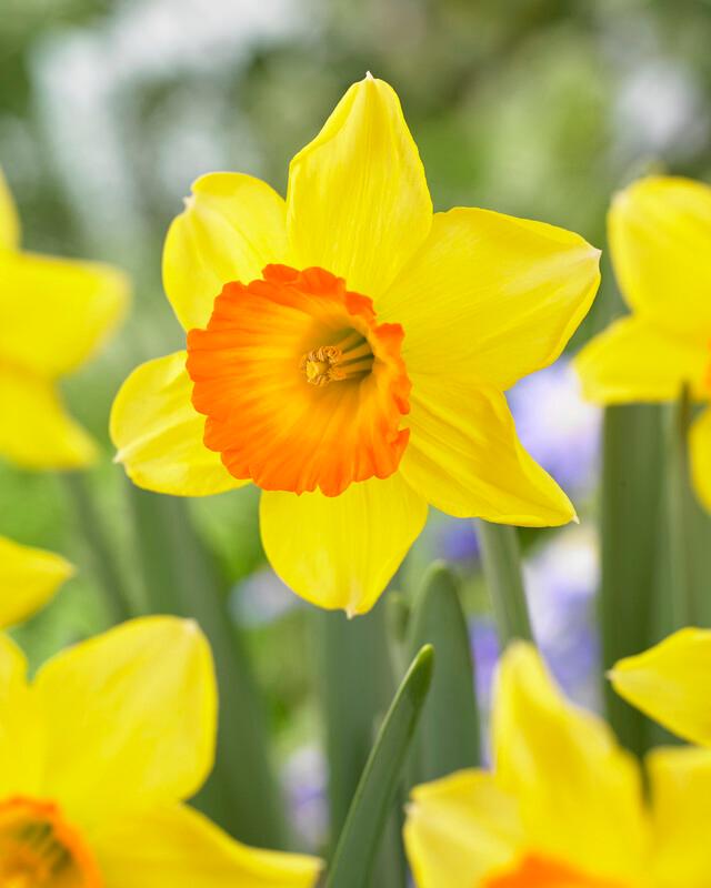 Wholesale Narcissi Large Cupped 'Loveday' - Daffodil | A.D.R. Bulbs