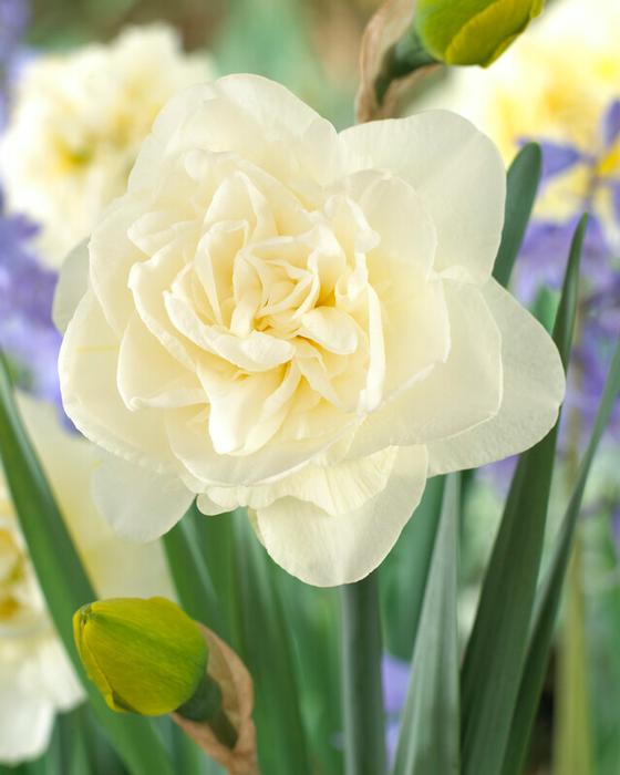 Narcissi Double 'Obdam' - Daffodil from ADR Bulbs
