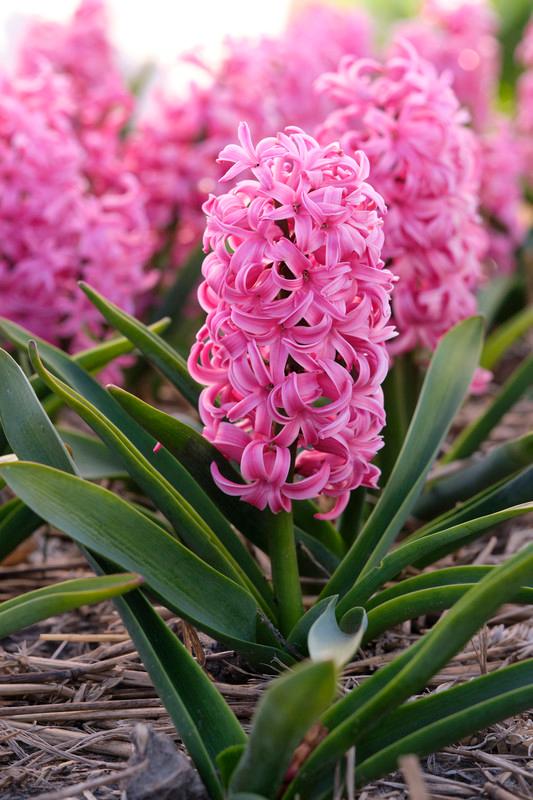 Hyacinthus Orientalis 'Scarlet Pearl' Hyacinth from ADR Bulbs