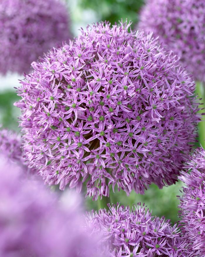 Wholesale Allium Giant 'Gladiator' - Ornamental Onion | A.D.R. Bulbs