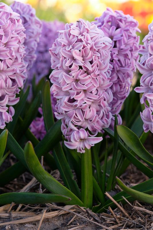 Hyacinthus Orientalis 'Splendid Cornelia' Hyacinth from ADR Bulbs