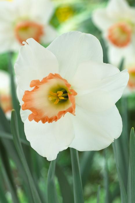Wholesale Narcissi Large Cupped 'Pink Pride' - Daffodil | A.D.R. Bulbs