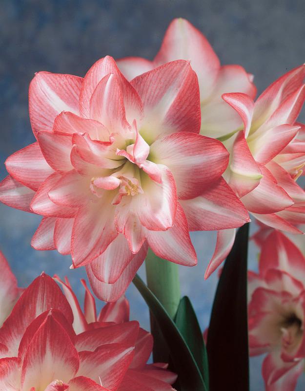 Wholesale Amaryllis Peruvian 'Blossom Peacock' - Amaryllis | A.D.R. Bulbs