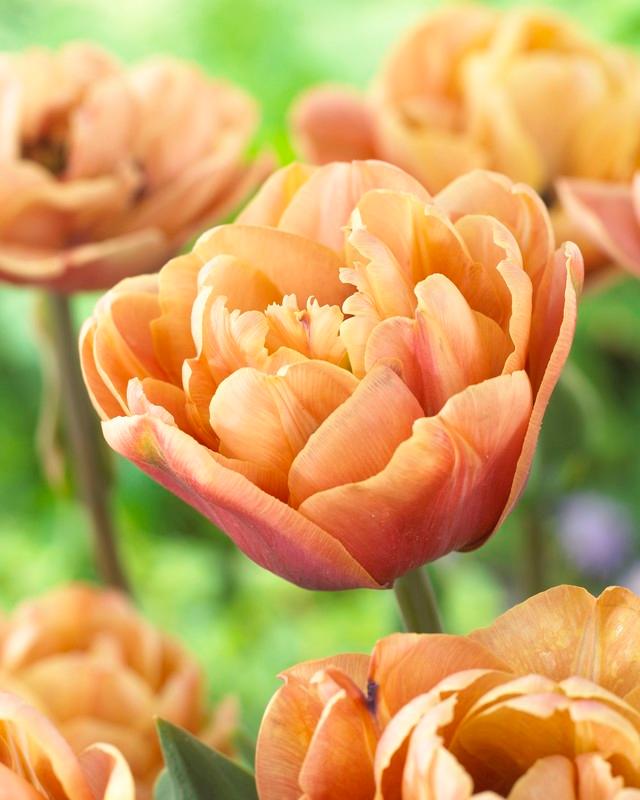 Wholesale Tulipa Double Late 'La Belle Epoque' - (Limited Availability) | A.D.R. Bulbs