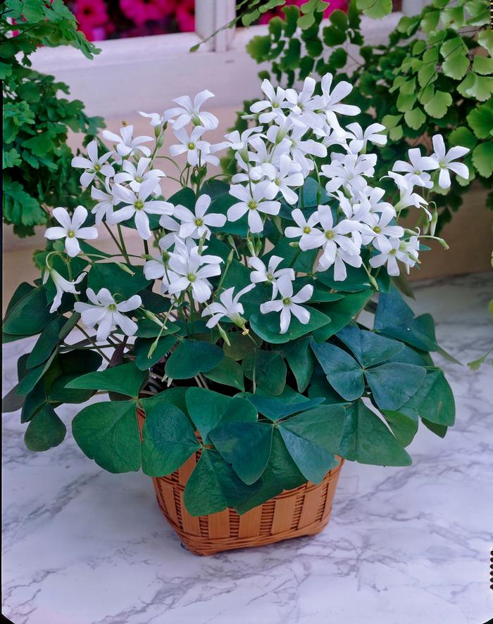Wholesale Oxalis 'Regnelli' - Lucky Shamrock | A.D.R. Bulbs