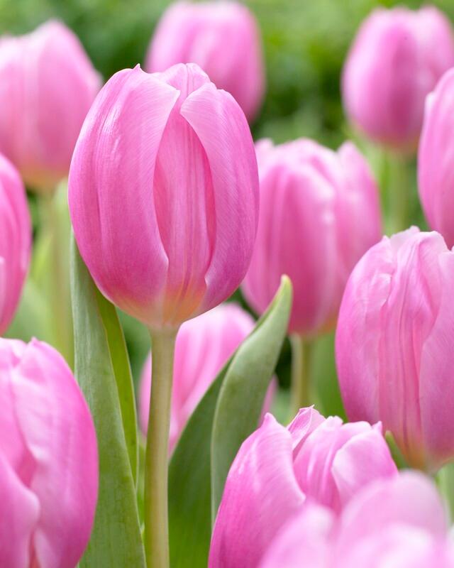 Tulipa Triumph 'Pink Flag' - Tulip from ADR Bulbs