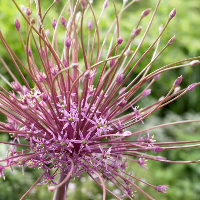 Wholesale Allium Tall 'Schubertii' - Ornamental Onion | A.D.R. Bulbs