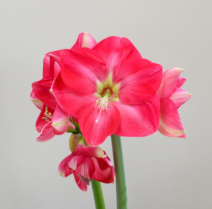 Wholesale Amaryllis Dutch 'Candy Queen' - Amaryllis | A.D.R. Bulbs