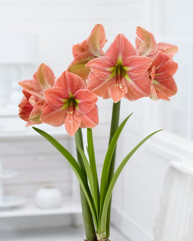 Wholesale Amaryllis Dutch 'Terra Cotta Star' - Amaryllis | A.D.R. Bulbs