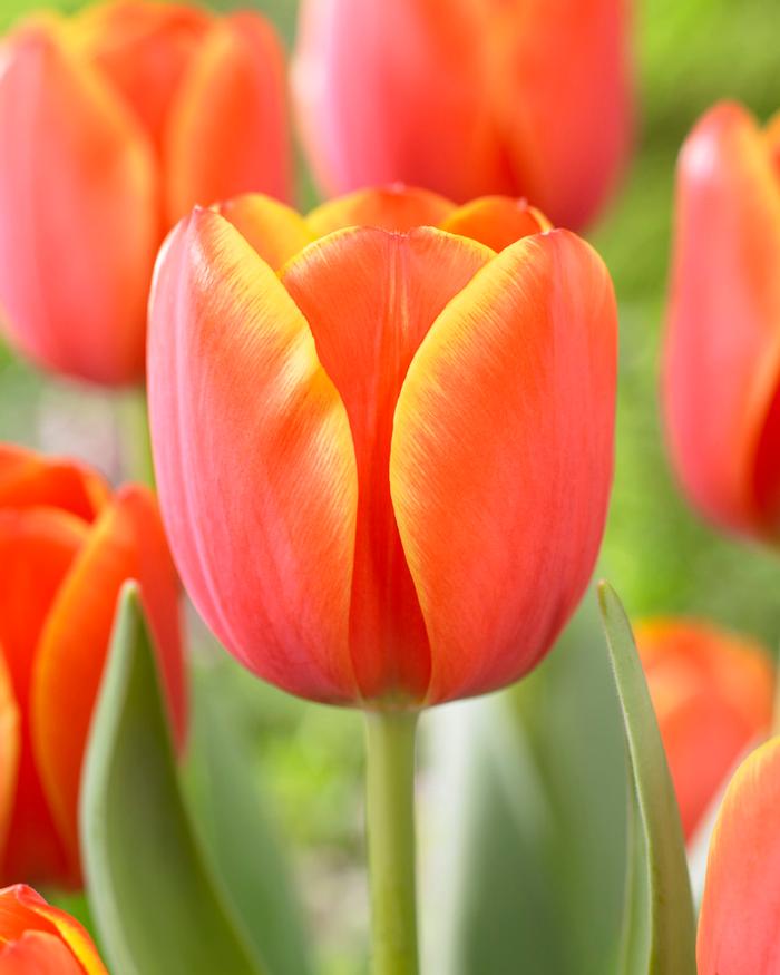 Wholesale Tulipa Darwin Hybrid 'Ad Rem' - Tulip | A.D.R. Bulbs